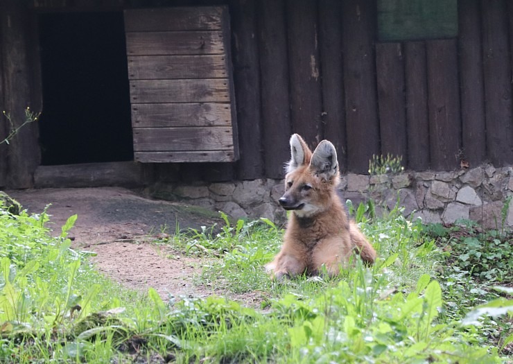 Travelnews.lv redakcija vakarpusē apmeklē Rīgas Nacionālo zooloģisko dārzu 342662