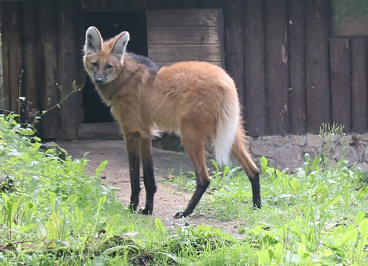 Travelnews.lv iesaka apmeklēt Rīgas Nacionālo zooloģisko dārzu izziņai un pastaigai 343579