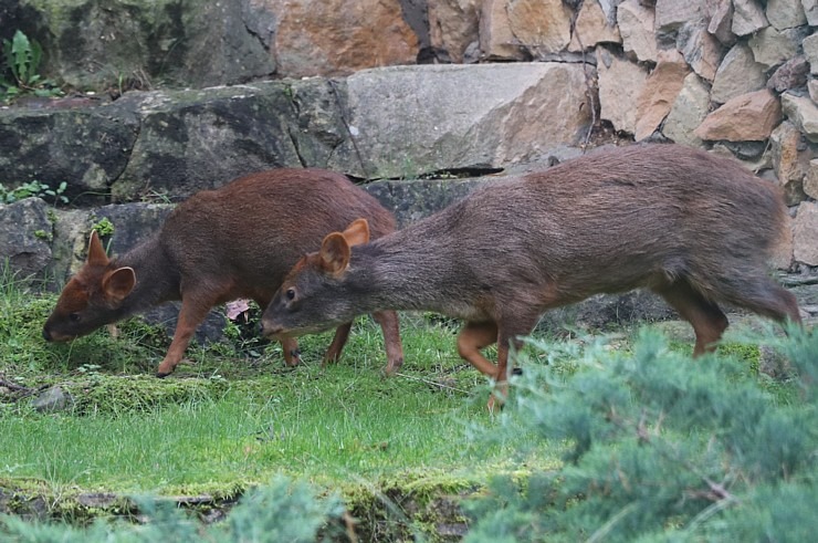 Travelnews.lv iesaka apmeklēt Rīgas Nacionālo zooloģisko dārzu izziņai un pastaigai 343583