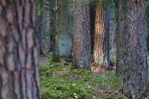 Travelnews.lv dodas 20 km pārgājienā Ozolnieku apkaimē Jelgavas novadā 18