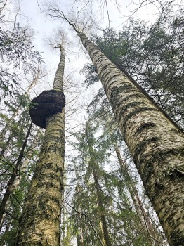 Ozolnieku apkaimē Travelnews.lv dodas 20 km pavasara pārgājienā 21