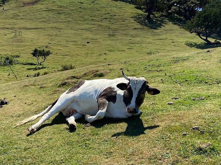 Baltijas ceļojumu konsultanti iepazīst Portugāles salu - Madeira sadarbībā ar «Madeira Selection Hotels». Foto: Agnese Zāle 355123