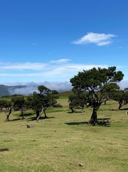 Baltijas ceļojumu konsultanti iepazīst Portugāles salu - Madeira sadarbībā ar «Madeira Selection Hotels». Foto: Agnese Zāle 13