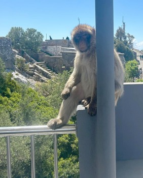 Travelnews.lv iepazīst Lielbritānijas aizjūras teritoriju - Gibraltārs 15