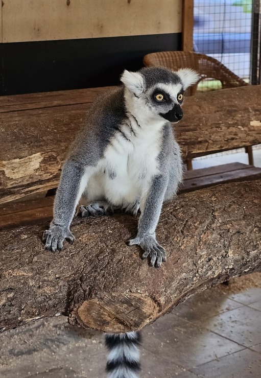 «Rakšu» brīvdabas ZOO tagad piedāvā lemurus un ķengurus 358540