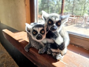 «Rakšu» brīvdabas ZOO tagad piedāvā lemurus un ķengurus 12