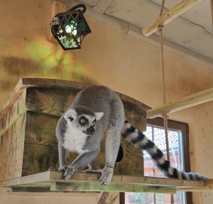 «Rakšu» brīvdabas ZOO tagad piedāvā lemurus un ķengurus 19