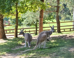 «Rakšu» brīvdabas ZOO tagad piedāvā lemurus un ķengurus 26