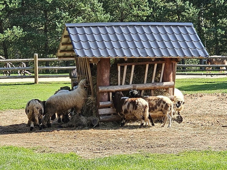 Travelnews.lv apmeklē «Rakšu» brīvdabas ZOO Cēsu novadā 358571