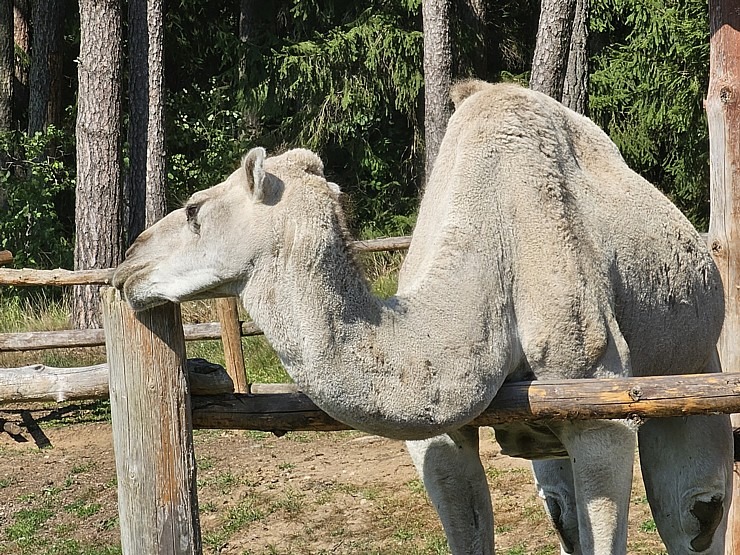 Travelnews.lv apmeklē «Rakšu» brīvdabas ZOO Cēsu novadā 358581