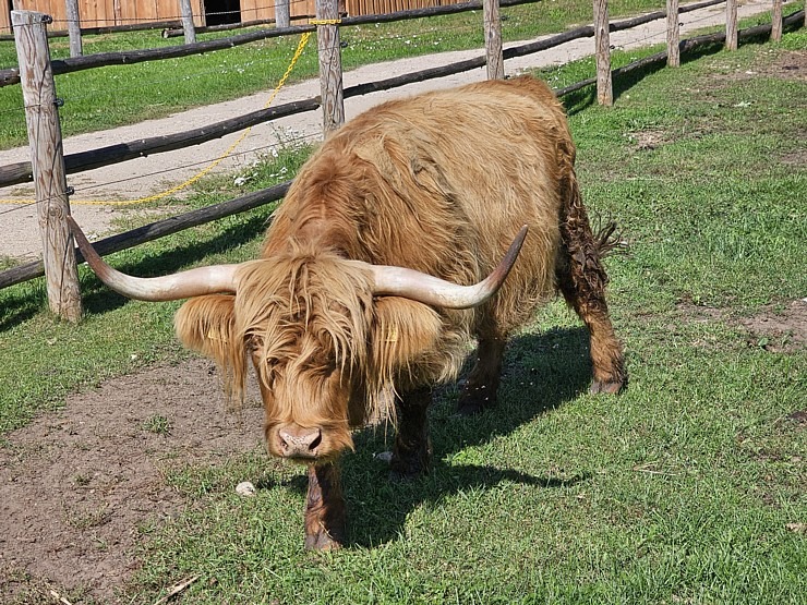 Travelnews.lv apmeklē «Rakšu» brīvdabas ZOO Cēsu novadā 358584