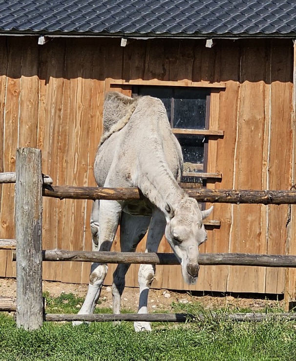 Travelnews.lv apmeklē «Rakšu» brīvdabas ZOO Cēsu novadā 358585