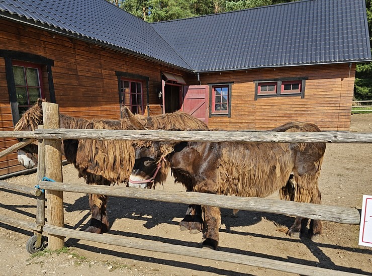 Travelnews.lv apmeklē «Rakšu» brīvdabas ZOO Cēsu novadā 358587