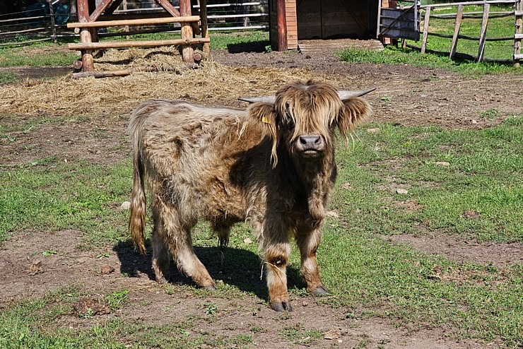 Travelnews.lv apmeklē «Rakšu» brīvdabas ZOO Cēsu novadā 358563