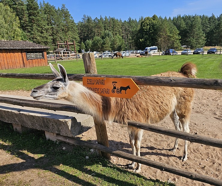 Travelnews.lv apmeklē «Rakšu» brīvdabas ZOO Cēsu novadā 358564