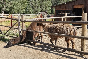 Travelnews.lv apmeklē «Rakšu» brīvdabas ZOO Cēsu novadā 11