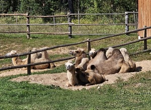 Travelnews.lv apmeklē «Rakšu» brīvdabas ZOO Cēsu novadā 15