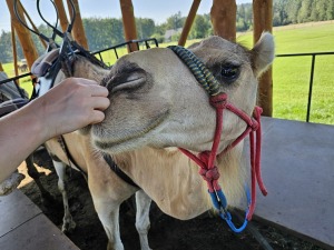 Travelnews.lv apmeklē «Rakšu» brīvdabas ZOO Cēsu novadā 18