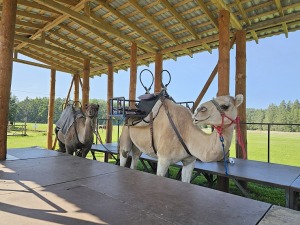 Travelnews.lv apmeklē «Rakšu» brīvdabas ZOO Cēsu novadā 19