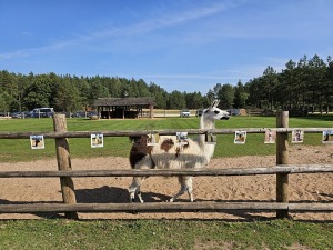 Travelnews.lv apmeklē «Rakšu» brīvdabas ZOO Cēsu novadā 23