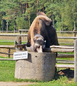 Travelnews.lv apmeklē «Rakšu» brīvdabas ZOO Cēsu novadā 25