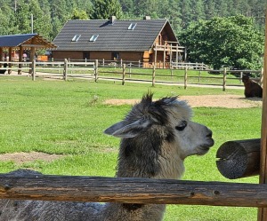 Travelnews.lv apmeklē «Rakšu» brīvdabas ZOO Cēsu novadā 33