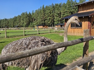 Travelnews.lv apmeklē «Rakšu» brīvdabas ZOO Cēsu novadā 5