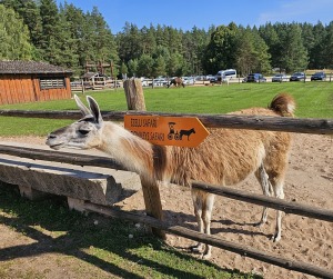 Travelnews.lv apmeklē «Rakšu» brīvdabas ZOO Cēsu novadā 7