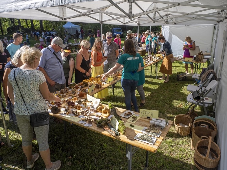 Zaubes savvaļas kulinārais festivāls pulcē dabas garšu un tautas pavārmākslas cienītājus. Foto: Andris Eglītis 359722