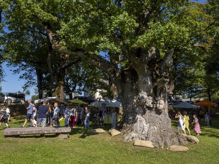 Zaubes savvaļas kulinārais festivāls pulcē dabas garšu un tautas pavārmākslas cienītājus. Foto: Andris Eglītis 359739