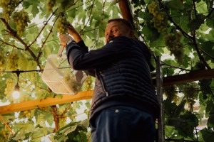 Nurmuižas ražas svētki ir unikāls pasākums tālākajā Ziemeļeiropas vīnogu audzētavā. Foto: Kaspars Filips Dobrovolskis 41