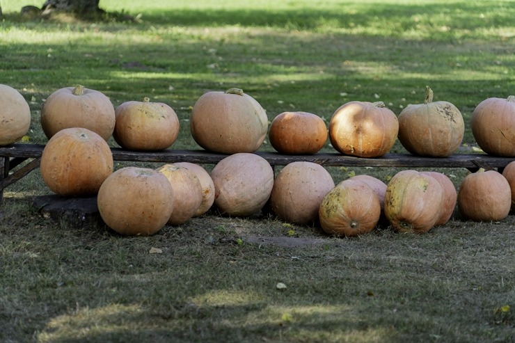 Daži fotomirkļi no Mājas kafejnīcu dienām Sēlijas pusē. Foto: selija.com 360754