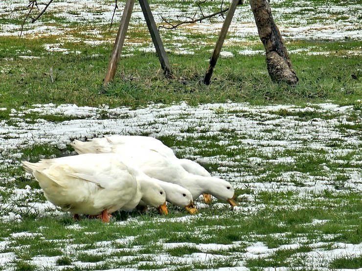 Apmeklējam «Ķiploku pasauli» un alus darītavu «Migla» Olaines novadā 368363