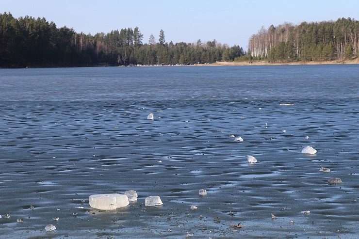 Zilo kalnu dabas parks Ogres novadā kļūst par magnētu pavasara gaidītājiem 368740