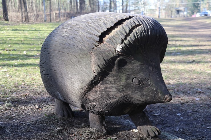 Zilo kalnu dabas parks Ogres novadā kļūst par magnētu pavasara gaidītājiem 368753