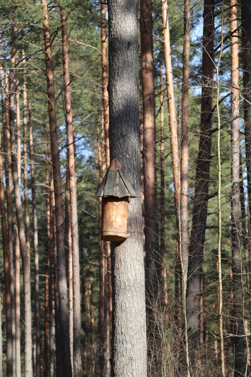 Zilo kalnu dabas parks Ogres novadā kļūst par magnētu pavasara gaidītājiem 368755