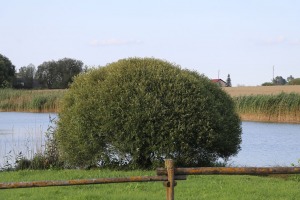 26