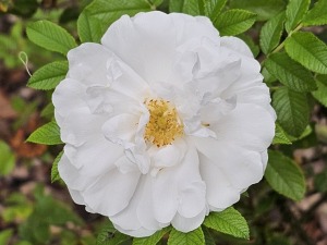 34