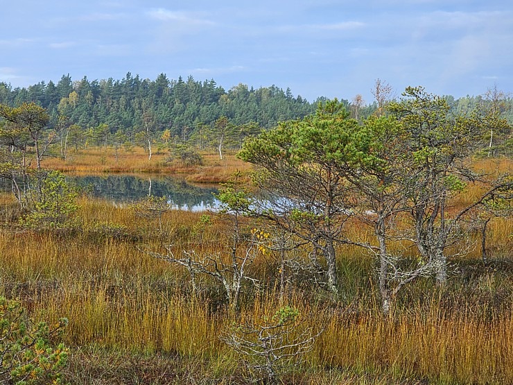 Rīta pārgājiens ar purva kurpēm pa Lielo Ķemeru tīreli. Sadarbībā ar VisitJurmala.lv 378889