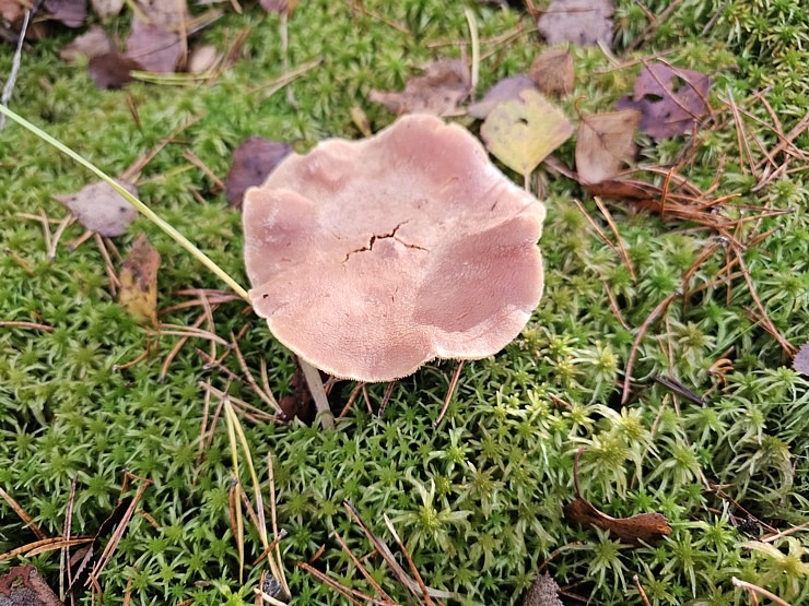 Rīta pārgājiens ar purva kurpēm pa Lielo Ķemeru tīreli. Sadarbībā ar VisitJurmala.lv 378903