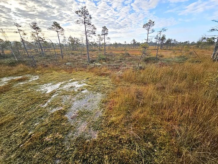 Rīta pārgājiens ar purva kurpēm pa Lielo Ķemeru tīreli. Sadarbībā ar VisitJurmala.lv 378884