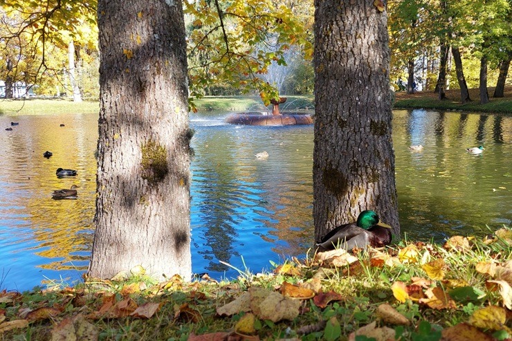 Zelta rudens priecē Alūksnes iedzīvotājus un viesus 379151