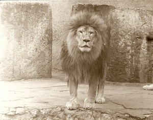 Rīgas ZOO 113! Ieskats vēsturiskās bildēs 2