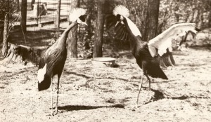 Rīgas ZOO 113! Ieskats vēsturiskās bildēs 5