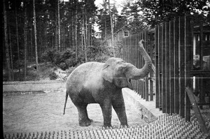 Rīgas ZOO 113! Ieskats vēsturiskās bildēs 6