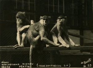 Rīgas ZOO 113! Ieskats vēsturiskās bildēs 8