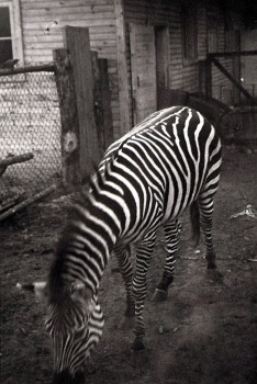 Rīgas ZOO 113! Ieskats vēsturiskās bildēs 9