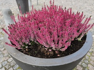 Pēcpusdienas pastaigā iepazīstam UNESCO Pasaules mantojuma sarakstā iekļauto Kuldīgu 31