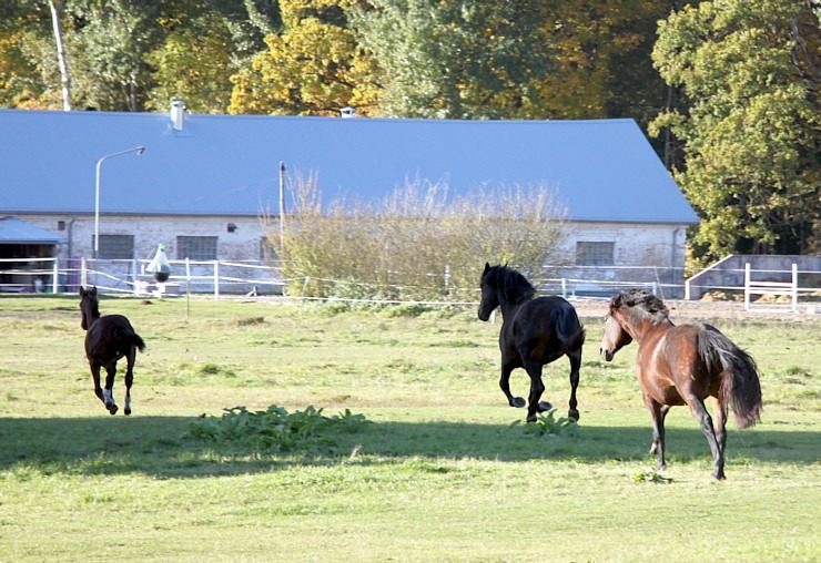 Sadarbībā ar auto nomu «SIXT Latvija» apceļojam Latviju - Kia Sportage no 28 eiro dienā 380676