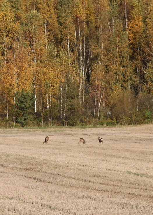Sadarbībā ar auto nomu «SIXT Latvija» apceļojam Latviju - Kia Sportage no 28 eiro dienā 380677